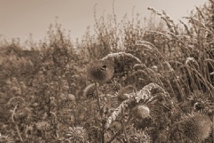 wild flowers for env